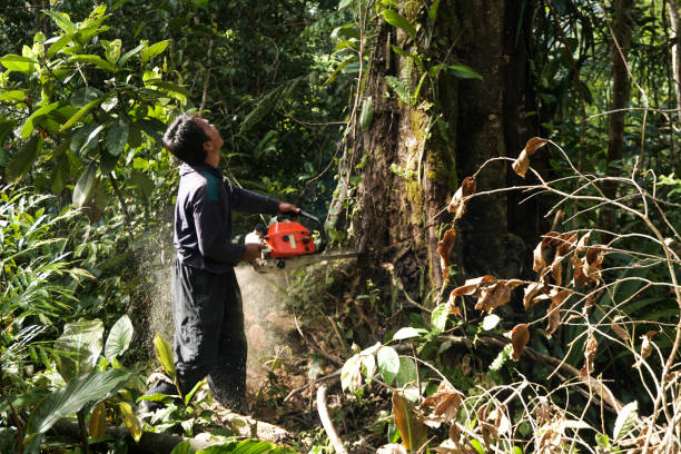 Professional Tree Service in Moosic, PA